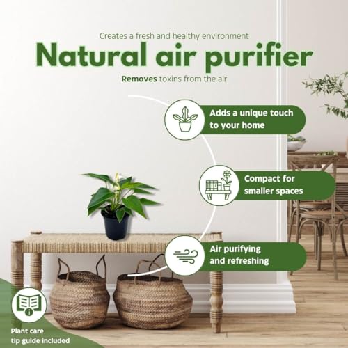 BubbleBlooms Anthurium White Flowering in a 4 inch Pot