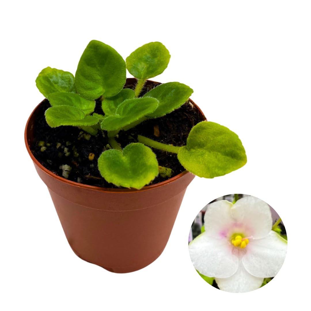 Harmony Foliage Mini African Violet Jolly Snow White 2 inch White Flower