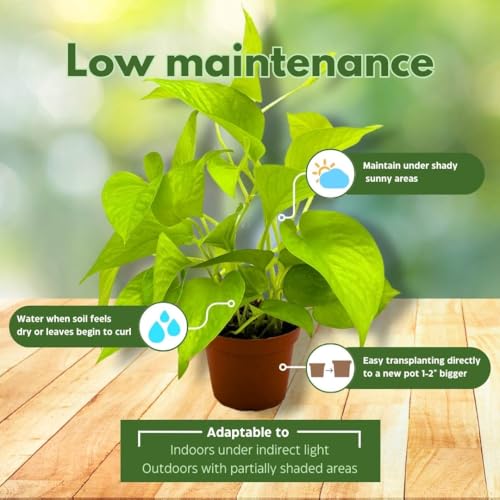 BubbleBlooms Neon Pothos 4 inch Epipremnum aureum