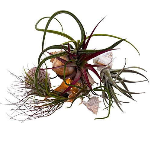 BubbleBlooms Tillandisa Assorment with Nautilus Seashells, Set of 5, Different-Sized airplants Mounted on a Conch