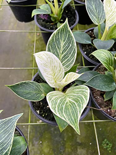 BubbleBlooms Philodendron Birkin, White Wave in a 6 inch Pot Mermaid Tail
