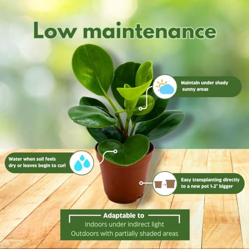 BubbleBlooms Peperomia Obtusifolia Green Marble Plant Set of 3 in 2 inch pots Rubber Spoonleaf Tiny Mini Pixie