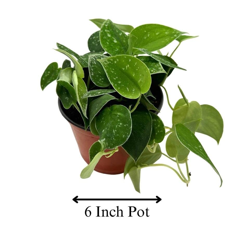 Silver Pothos, 6 inch, Satin Pothos, Silver Philodendron, Silvery Anne Scindapsus Pictus Silvery Ann