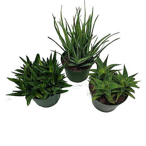 BubbleBlooms Aloe Assortment, Aloe Variety Set of 3, Grower's Choice in 6 inch pots