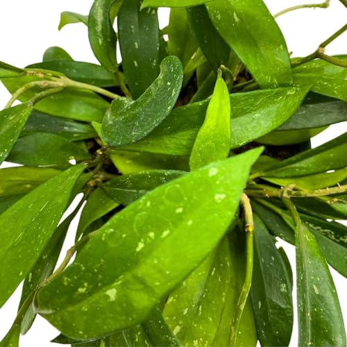 BubbleBlooms Hoya Pubicalyx in a 6 inch Pot Silver Speckled Splash