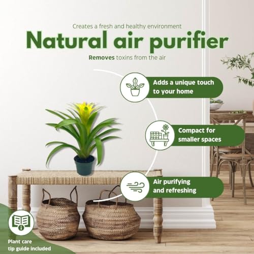 BubbleBlooms Yellow Bromeliad in a 4 inch Pot Nidularium billbergioides