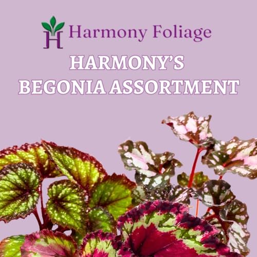 BubbleBlooms Begonia Rex Assortment, in 2 inch pots, Set of 3, Tiny Mini Pixie Plant Begonia Variety Pack