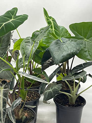BubbleBlooms Alocasia Assortment Set, 4 inch pots, 10 Different Alocasias Frydek, Black Velvet, Maharani, Regal Shield, Bambino, Tiny Dancer, Serendiptiy