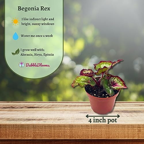 Harmony's First Kiss Series, Begonia Rex 4 inch Pot, Pink Center and Band, Green White Splash grower's Choice