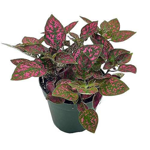 BubbleBlooms Red Hypoestes Phyllostachya in a 4 inch Pot Polka Dot Flamingo Plant