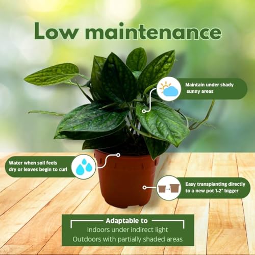 BubbleBlooms Monstera Peru in a 6 inch Pot karstenianum