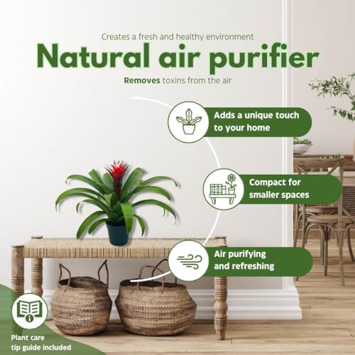 BubbleBlooms Red Bromeliad in a 4 inch Pot Guzmania monostachia