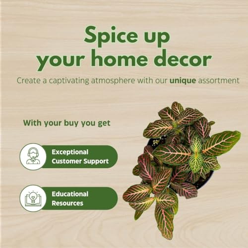 BubbleBlooms Pink Crinkle Frankie Fittonia Albivenis Nerve Plant in a 4 inch Pot Silver Net Leaf, Mosaic Jewel Creeping Indoor Plant Argyroneura