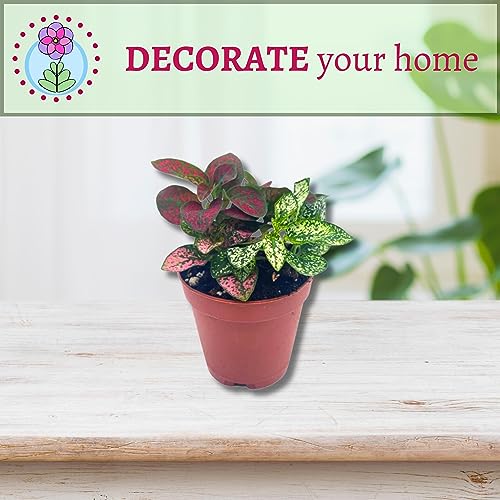 Polka-dot-Plant, Hypoestes phyllostachya, Live in a 2 inch Pot Tiny Mini Pixie Plant