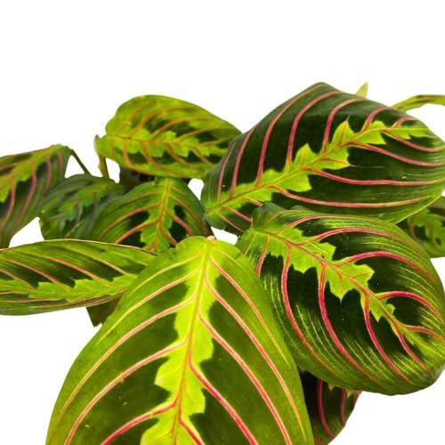 BubbleBlooms Maranta leuconeura Tricolor, 2 inch Set of 3, Prayer Plant Tiny Mini Pixie