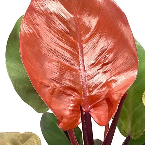 philodendron mccolley's red BubbleBlooms Philodendron McColley's Finale, 4 inch Bright Red Philo – Florida House Plants