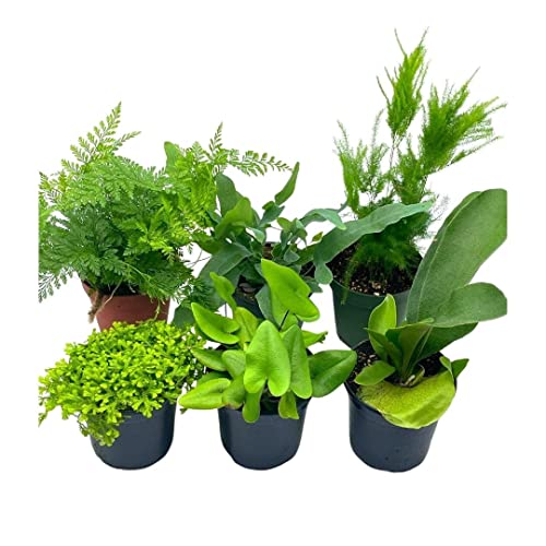 BubbleBlooms Fern Assortment Set, 6 Different Ferns in 4 inch pots, Gr –  Florida House Plants