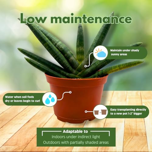 BubbleBlooms Sansevieria Boncel Starfish 6 inch Rare Snake Plant