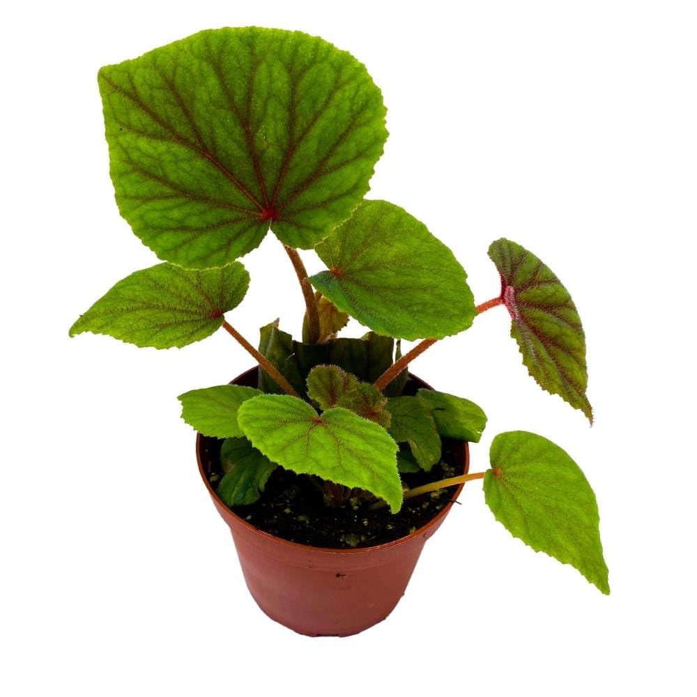 Begonia sericoneura VAR lindleyana 4 inch Rare