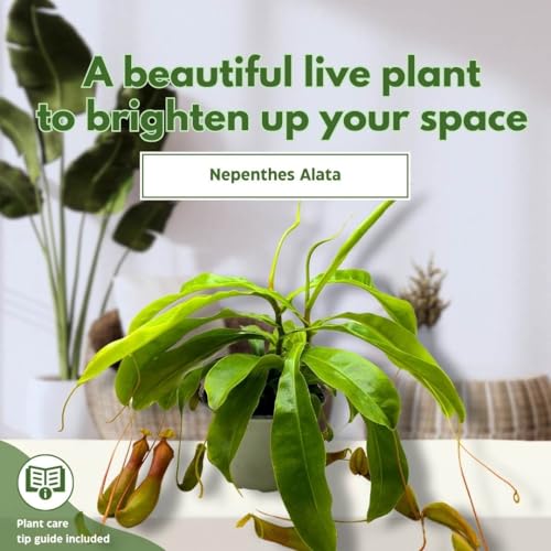 BubbleBlooms Carnivorous Plant Nepenthes Winged Pitcher 6 inch HB