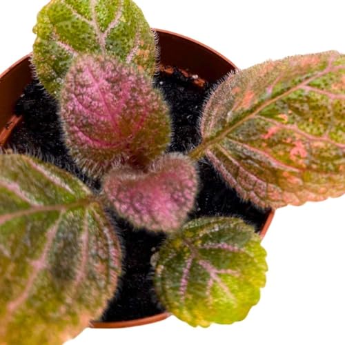Harmony Foliage Episcia Pink Velvet Flame Violet 2 inch