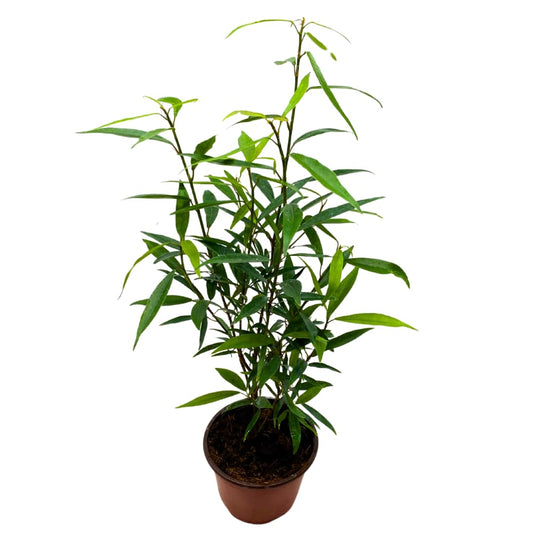 BubbleBlooms Narrow Leaf Fig in a 4 inch Pot