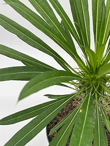 BubbleBlooms Madagascar Palm Pachypodium Lamerei 6 inch
