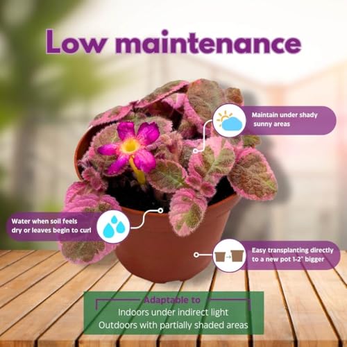 Harmony Foliage Episcia Pink Smoke Rare Variegated Flame Violet Flowering Gesneriad