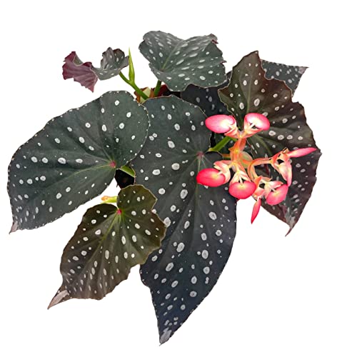 BubbleBlooms Harmony's Hybrid Angel Wings Polka dot Begonia Rex, 6 inch, Premium Series, Silver Tip White Polkadots Grower's Choice