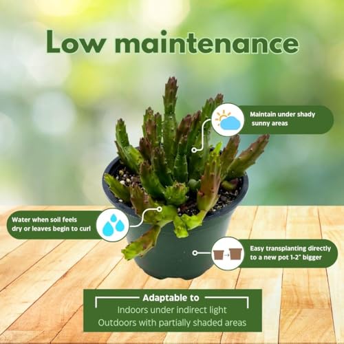 BubbleBlooms Stapelia Schinzii, 4 inch Rare Huernia, Stapeliad Orbea Unique Flowering Asclepiads