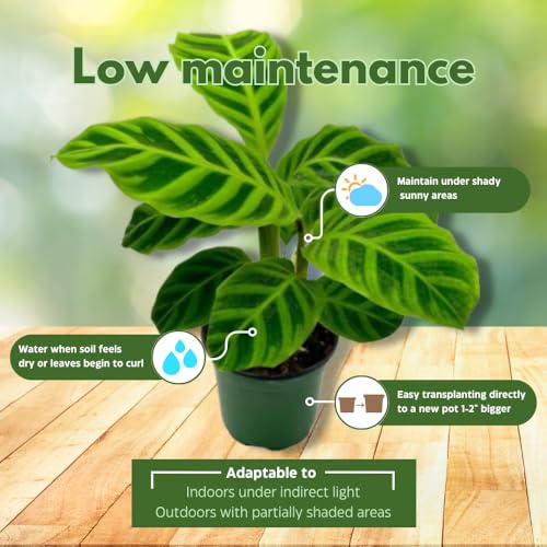 BubbleBlooms Calathea Assortment in 4 inch Pots Set of 5 Prayer Plants