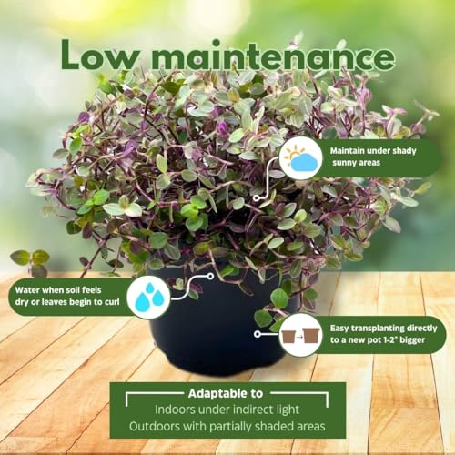 BubbleBlooms Callisia Repens Pink Panther House Plant 6 inch