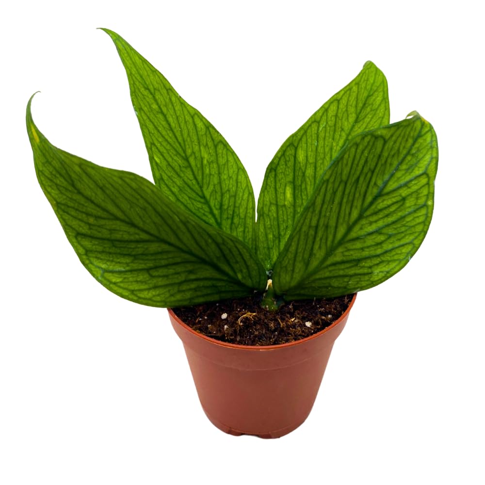 BubbleBlooms Hoya Polyneura in a 2 inch Pot Tiny Mini Pixie Plant