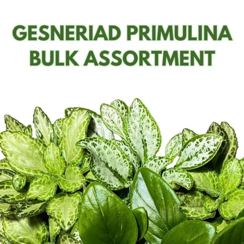 Harmony Foliage Primulina Chirita in 6 inch pots 12-Pack Bulk Wholesale Gesneriads Flowering