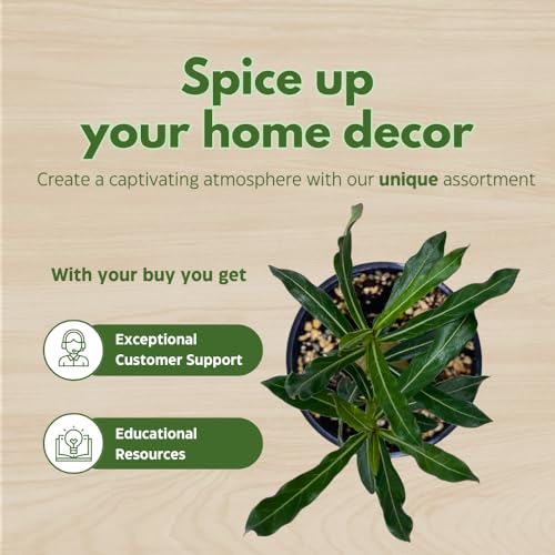 BubbleBlooms Desert Rose Emma in a 4 inch Pot Extremely Rare Flower