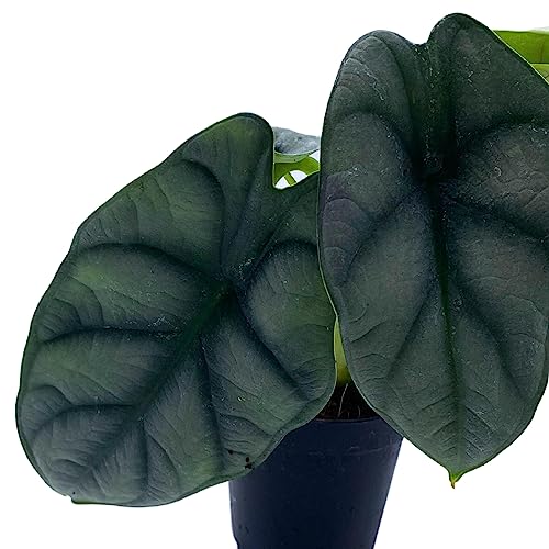 BubbleBlooms Alocasia Silver Dragon, Alocasia Baginda, Jewel Alocasia, Elephant Ear Silver Dragon in 2 inch Pot
