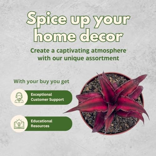 BubbleBlooms Cryptanthus bivittatus Assortment, Earth Star Bromeliad Set, 3 Different Succulents