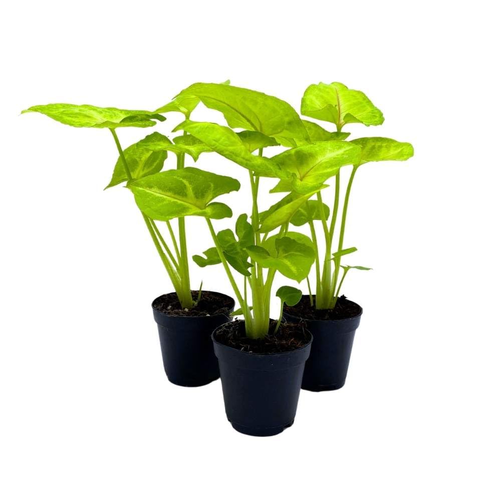 Syngonium Cream Golden Allusion, 2 inch Set of 3, Podophyllum Arrowhead Vine Tiny Mini Pixie Plants