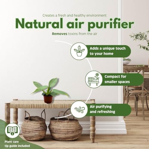 BubbleBlooms Philodendron Silver Sword in a 4 inch Pot