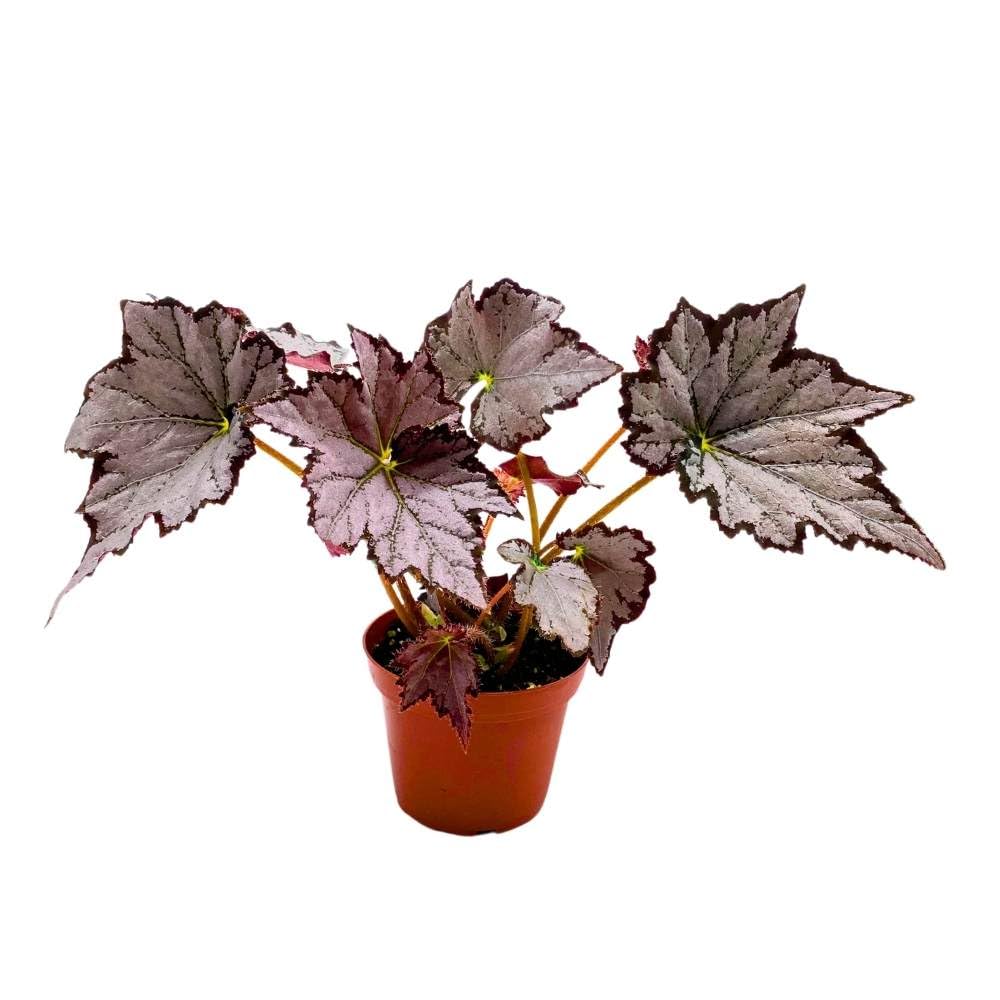 Begonia Sierra Silver Mist, 4 inch Gray Silver Black Edge Rhizomatous Rhizo