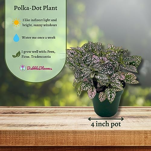 BubbleBlooms Pink Hypoestes Phyllostachya in a 4 inch Pot Polka Dot Flamingo Plant