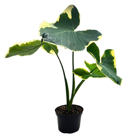 BubbleBlooms Alocasia Mickey Mouse Xanthomas in a 6 inch Pot