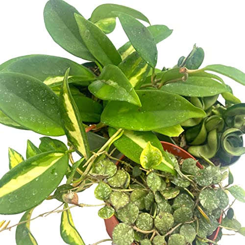 BubbleBlooms Hoya Assortment Set 3 Different Hoyas in 4 inch pots Growers Choice