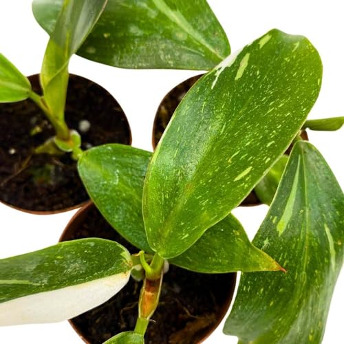 BubbleBlooms Philodendron White Knight 2 inch Set of 3 Rare Variegated Philo Tiny Mini Pixie Plants
