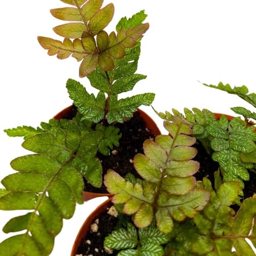 BubbleBlooms Mahogany Fern 2 inch Set of 3 Didymochlaena truncatula Tiny Mini Pixie Plants