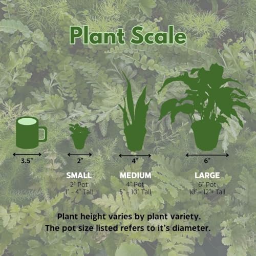 BubbleBlooms Sansevieria Marginata Assortment in a 4 inch Pot Set of 3