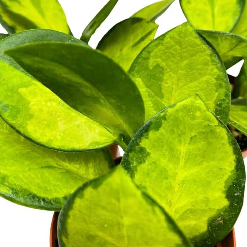 BubbleBlooms Hoya Variegated Australis 2 inch Set of 3 Lisa Wax Plant Porcelain Flower Tiny Mini Pixie Plants