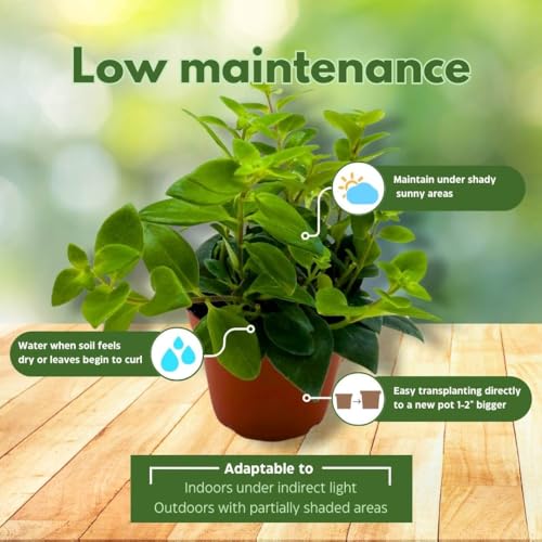 BubbleBlooms Lipstick Vine Plant in a 4 inch Pot