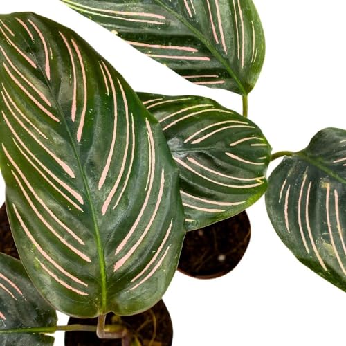 BubbleBlooms Calathea Ornata Pinstripe 2 inch Set of 3 Prayer Plant Tiny Mini Pixie Plants