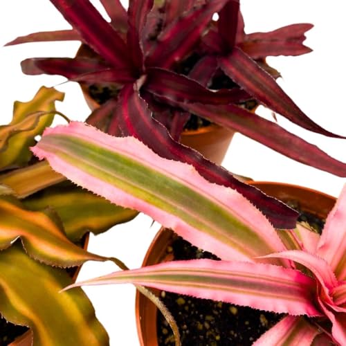 BubbleBlooms Crpyanthus Assortment Earth Star Set of 3 in a 4 inch Pot